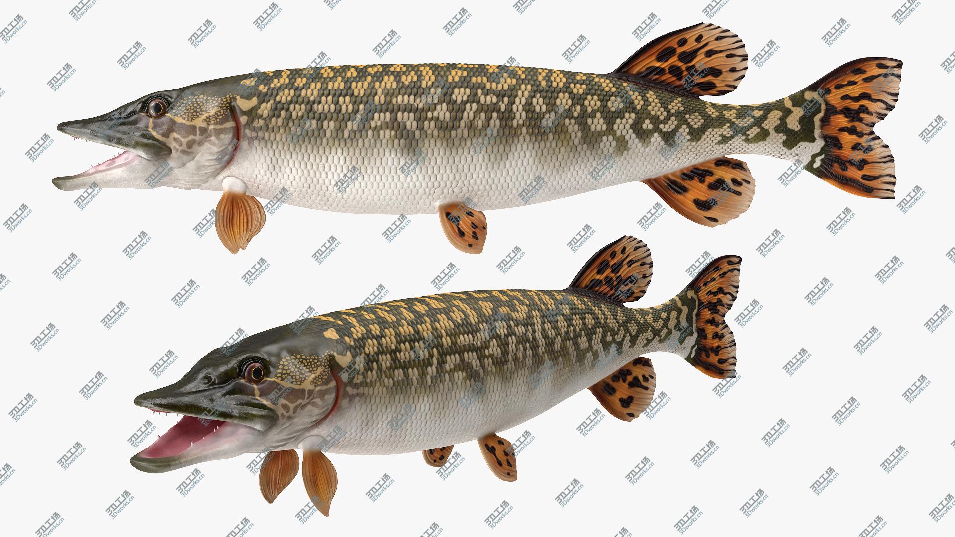images/goods_img/2021040235/Pike Fish Rigged 3D/2.jpg